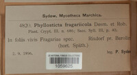 Phyllosticta fragariicola image